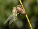Emerging Cicada 019.jpg